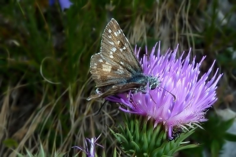 Pyrgus da identificare 2 - Pyrgus cfr. picenus